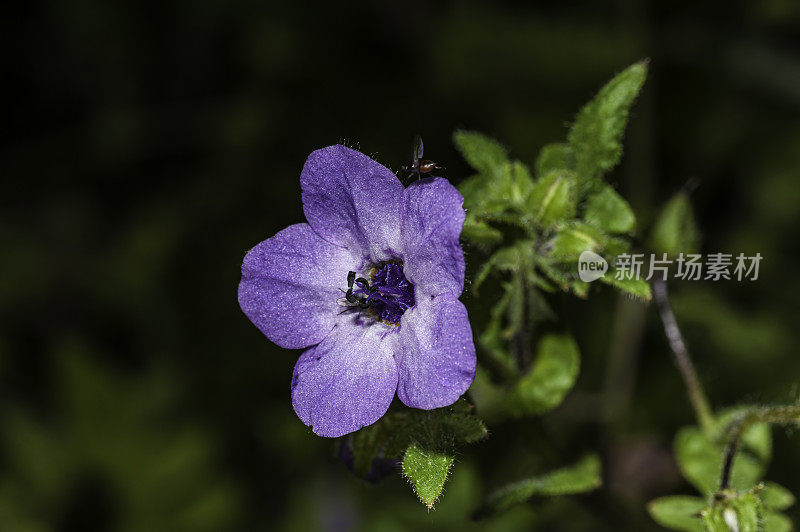金管观花(Pholistoma auritum)是琉璃苣科的一种开花植物，俗称蓝花(blue fiestflower)。托罗县公园，蒙特利县，加利福尼亚州。紫草科。